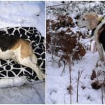 Sista dagen på rådjursjakten slutade i tragedi. Den pigga 14-åriga beaglen Nova som älskade att jaga dödades av varg. Foto: Privat