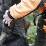 Skogsindustrierna, Sveaskog och Bergvik Skog föreslår utökad jakt på älg i hela landet i sitt förslag till Naturvårdsverket.