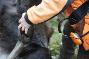 Skogsindustrierna, Sveaskog och Bergvik Skog föreslår utökad jakt på älg i hela landet i sitt förslag till Naturvårdsverket.