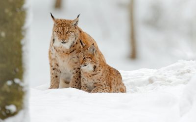 Skyddsjakt på två lodjur kommer att fortsätta på Handölsdalens samebys kalvningsland. Ett av tre djur i familjegruppen sköts redan den 19 mars.