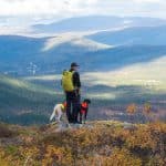 Trots att regeringen vill ge boende i Sverige förtur till småviltjakten i fjällen i inledningen av jakten är det fortsatt många jägare som tvingas ha sina hundar i koppel på grund av avlysta områden.