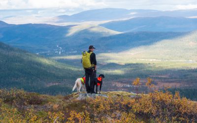 Trots att regeringen vill ge boende i Sverige förtur till småviltjakten i fjällen i inledningen av jakten är det fortsatt många jägare som tvingas ha sina hundar i koppel på grund av avlysta områden.