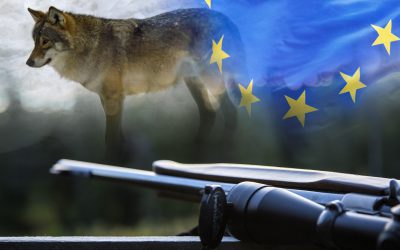 EU-valet i maj har stor ­betydelse för jägarna i Sverige. Två av de stora frågorna under den gångna mandatperioden har varit varg och vapen. Foto: Olle Olsson samt Mostphotos.
