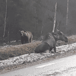 Ur filmen. Foto: Mikael Wikström