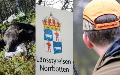 Nu ifrågasätter Jägareförbundet Norrbotten om länsstyrelsens skyddsjaktsbeslut på björn ligger i linje med länsstyrelsens egna riktlinjer. Foto: Lars-Henrik Andersson