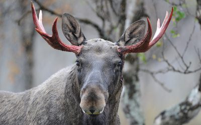 Så blir jakttiderna för älg jaktåret 2019–2020.