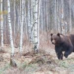 En anmälan om jaktbrott, med fängelse i straffskalan, hamnade på villovägar hos polisen. Nu har den hamnat rätt och förundersökningsledaren har nu påbörjat en utredning.