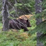 Björnjakten delas in i två perioder i Västerbottens län.