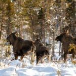 Statliga Sveaskog vill skyddsjaga älg även i framtiden, även om jägarna fyller avskjutningsplanerna till punkt och pricka.