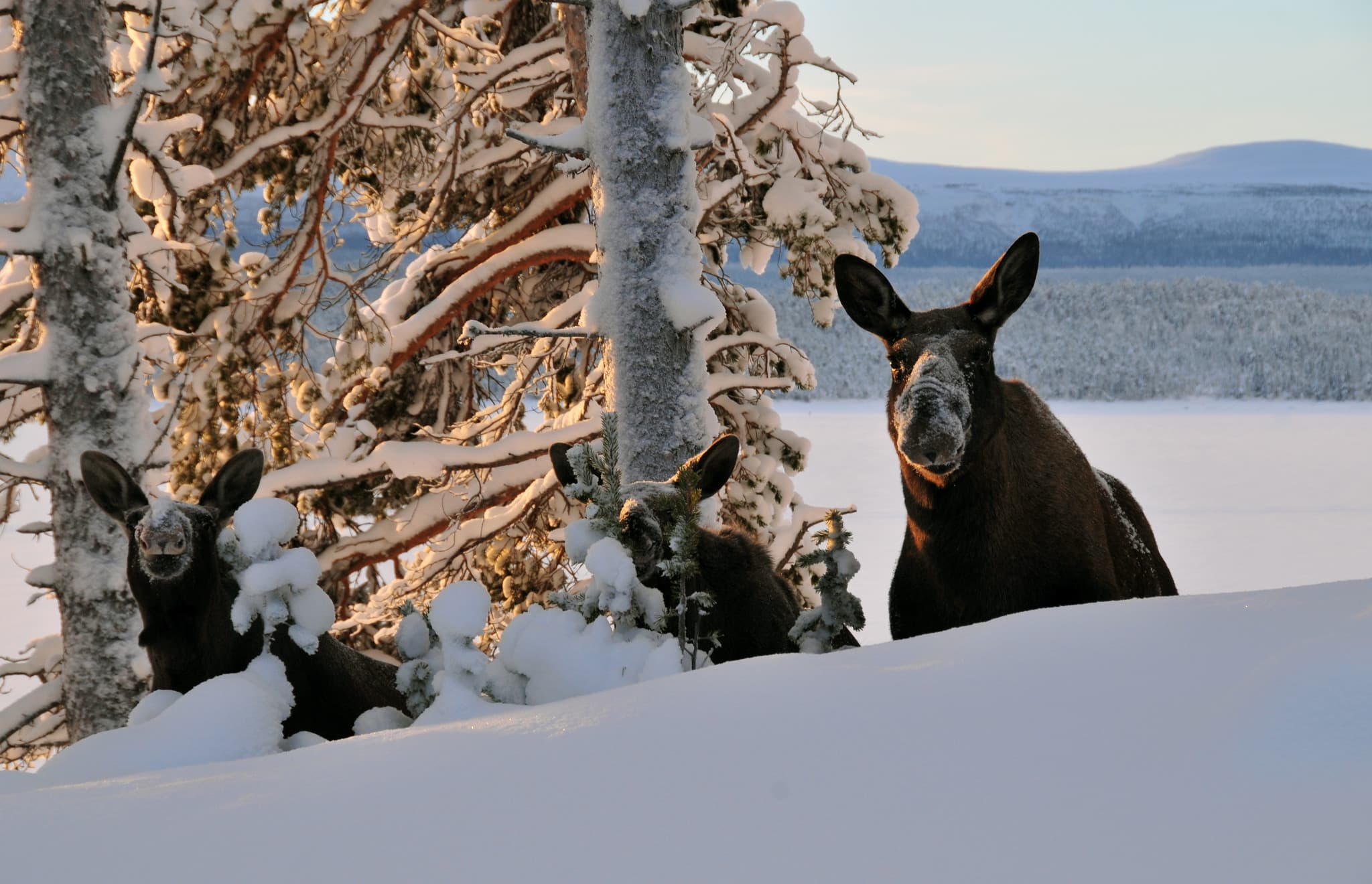 Naturvårdsverket beviljar skyddsjakt på älg i Norrbotten. Jakten får pågå in i april månad.