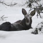 I en studie om hur älgens hjärtfrekvens, temperatur och aktiviteter förändras med årstidernas växlingar har forskare vid SLU fått flera intressanta resultat.