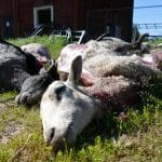 Vargvärnarna kan betala för rovdjursdödade tamdjur, anser skribenten.