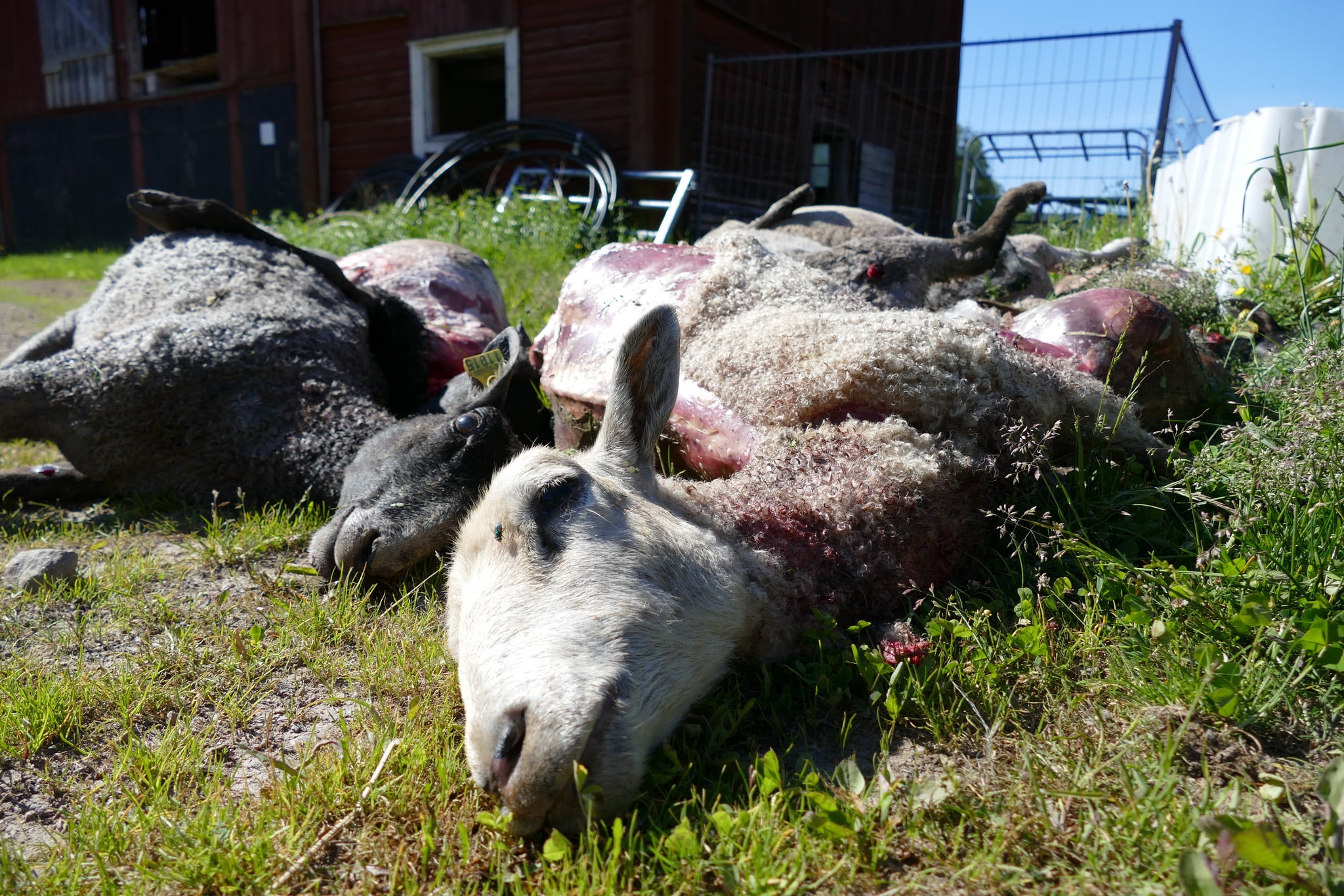 Vargvärnarna kan betala för rovdjursdödade tamdjur, anser skribenten.