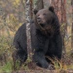 Licensjakten på björn i Västerbotten är nu avslutad. De sista björnarna på tilldelningen fälldes i snabb följd tidigt i onsdags morse.