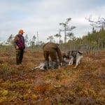Norra Skog föreslår en ny förvaltningsmodell med så kallad målstyrd jakt som i praktiken innebär fri avskjutning upp till den nivå som gäller för hela älgförvaltningsområdet.