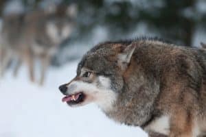 Efter att en varg morrat åt en människa utökas den pågående skyddsjakten.