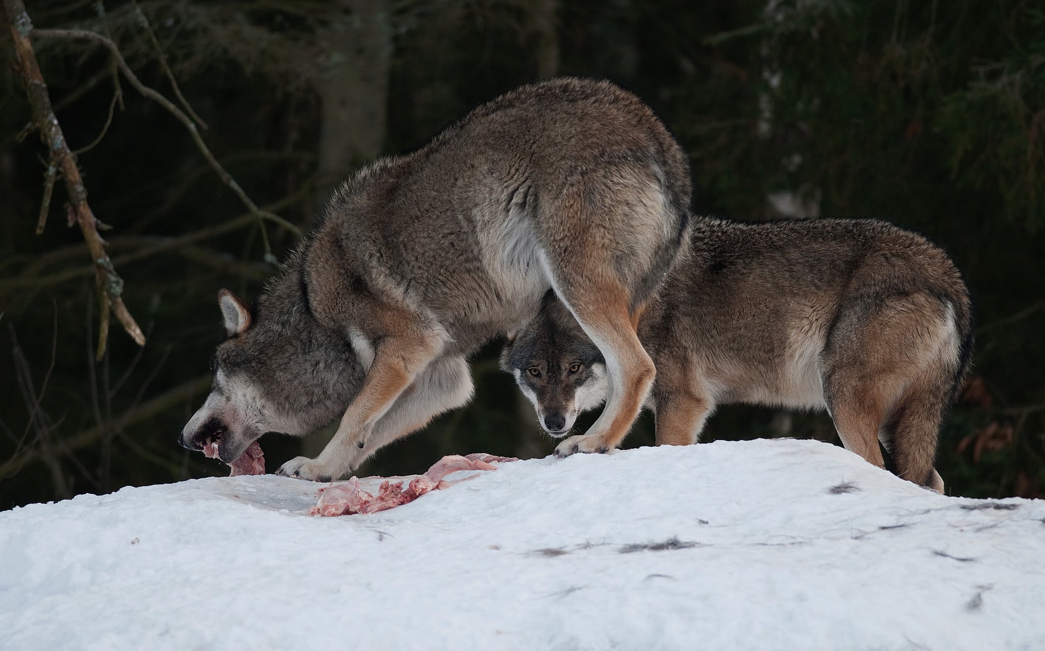 I helgen har två vargar som går tillsammans spårats på gränsen mellan Jönköpings och Västra Götalands län.