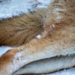 Jägareförbundet kräver jakt på minst 100 vargar kommande vinter.
