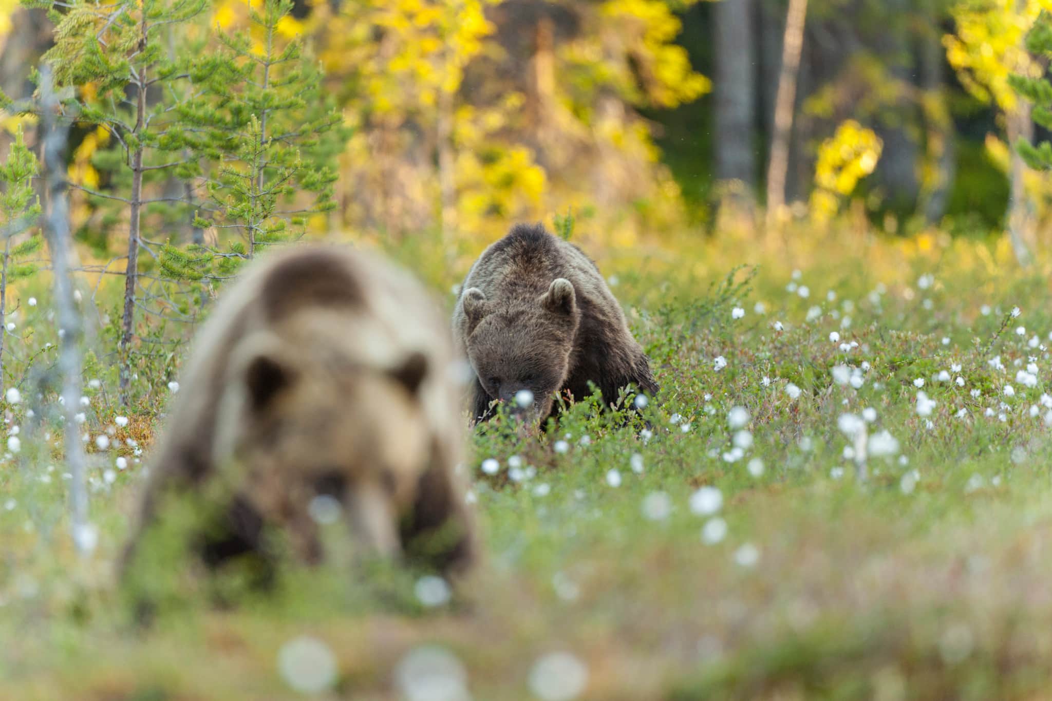 I områden med höga tätheter av björn kan björnens predation vara lika stor eller större än den i ett normalt vargrevir.