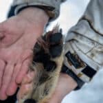 Det har oklart om länsstyrelsens i Gävleborgs län fattar något nytt beslut om vargjakt. Samtidigt förväntas länets jägare vara redo utifall jakten utökas.