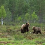Två av tre björnar i Jämtlands län är honor. Detta enligt den senaste spillningsinventeringen. Nu ska stammen ner i länet och det kan komma att ställa krav på att även honor med ungar får skjutas vid licensjakt.