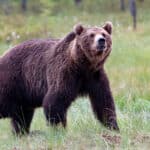 Gävleborgs björnstam växer kraftigt. Därför utökas licensjakten i länet.