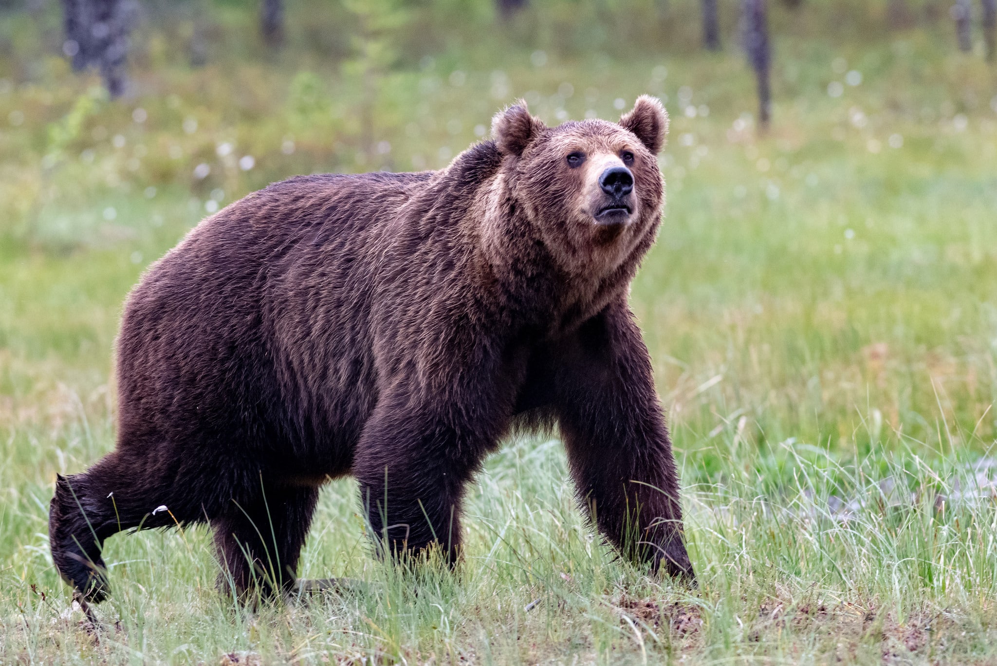 Gävleborgs björnstam växer kraftigt. Därför utökas licensjakten i länet.