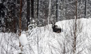 Länsstyrelsen i Norrbotten har beslutat om jakt under polarnatt, alltså älgjakt då solen inte går upp.