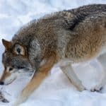 Trots åtta revir blir det ingen jakt på varg i Hälsingland kommande vinter.