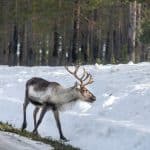 Att renarna enligt samebyarna är lättstörda under sommar och höst är inga problem när vintern kommer och renarna flyttas till marker med en mängd mänsklig aktivitet, skriver debattören.
