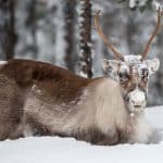 Samebyar ansöker om skyddsjakt på varg av renskötselskäl.