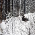 Med hjälp av skidor ska Holmen skog nu ut och jaga älgkor och deras kalvar i meterdjup snö.