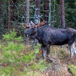 Älgen får skulden för snart sagt allt som blir fel i skogsbruket. Vilket ansvar tar skogsbolagen för sina egna misstag, frågar skribenten.
