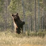 Trots att björnarna skulle bli färre har de tvärt om blivit fler i såväl Dalarna som Gävleborg.