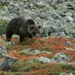 Björntilldelningen höjs i Norrbottens län.