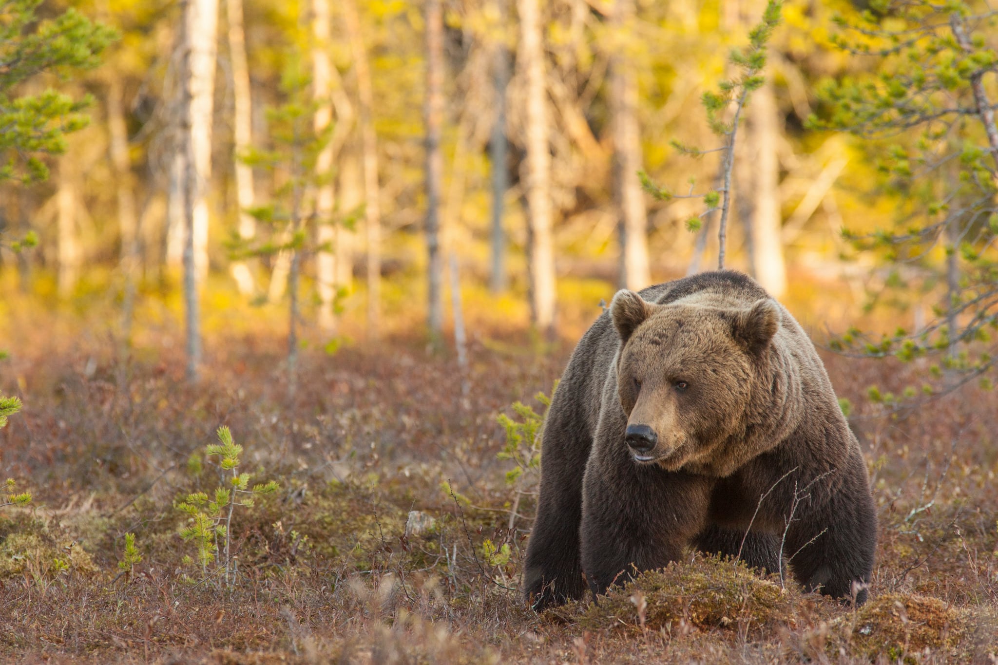 Licensjakten på björn inleds 21 augusti.