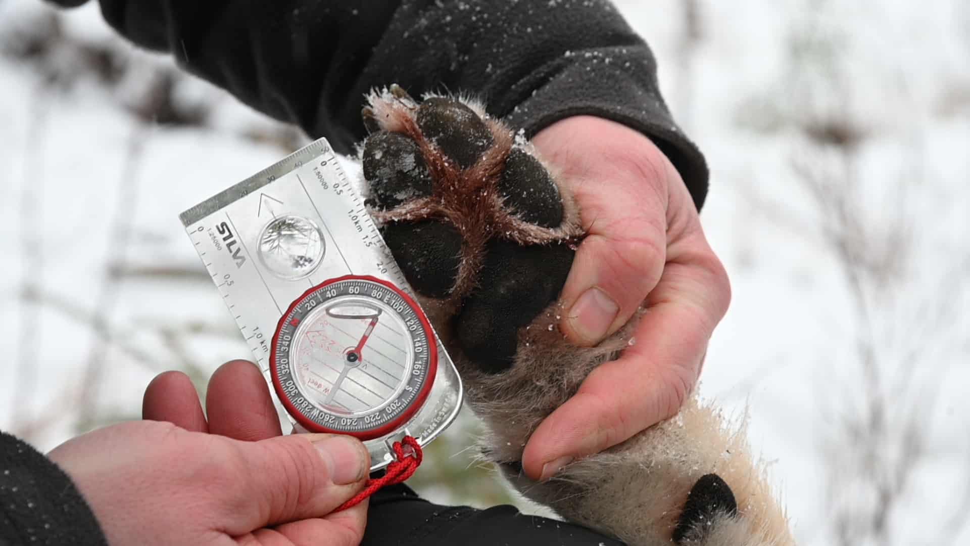 Det kan bli hårda förhandlingar mellan länsstyrelserna i Syd- och Mellansverige över var och hur många vargar som ska få fällas vid den kommande licensjakten. I alla fall om vargforskarnas beskattningsmodell ska ligga till grund för de regionala besluten. Foto: Lars-Henrik Andersson