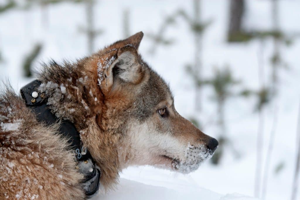 Gps-varg Befinner Sig I Jämtland | Svensk Jakt