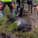 Med flera långtgående förslag vill LRF att den svenska vildsvinsstammen skjuts ner med 90 procent. Foto: Martin Källberg