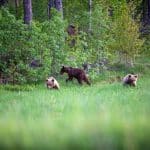 Björnarna bli färre i landet, det uppger Naturvårdsverket.