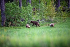 Björnarna bli färre i landet, det uppger Naturvårdsverket.