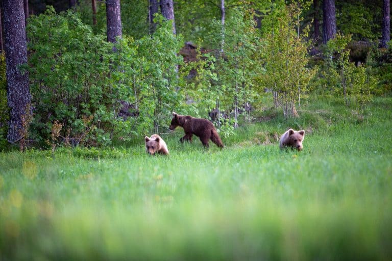 Naturvårdsverket Björnarna Blir Färre I Landet Svensk Jakt 1686