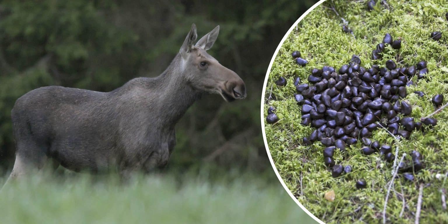 Filmbeviset: Älg kan äta spillning | Svensk Jakt