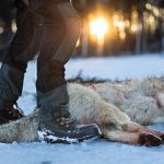 Här rapporterar Svensk Jakt löpande från licensjakten på varg. Foto: Kristoffer Pettersson