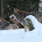 När jakten avbröts av länsstyrelsen fanns det två-tre vargar kvar i såten.