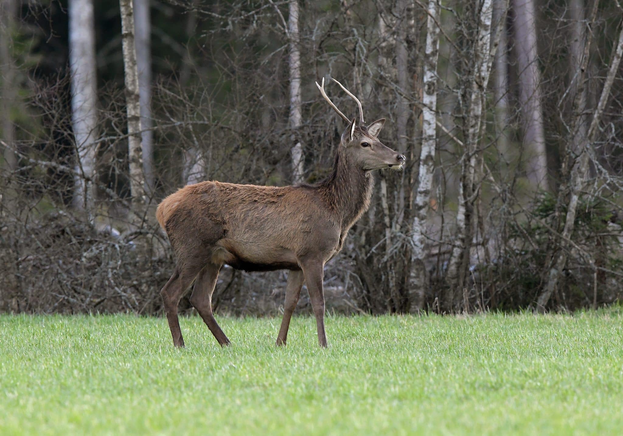 Sköt en kronhjort på sin första jakt döms för jaktbrott Svensk Jakt