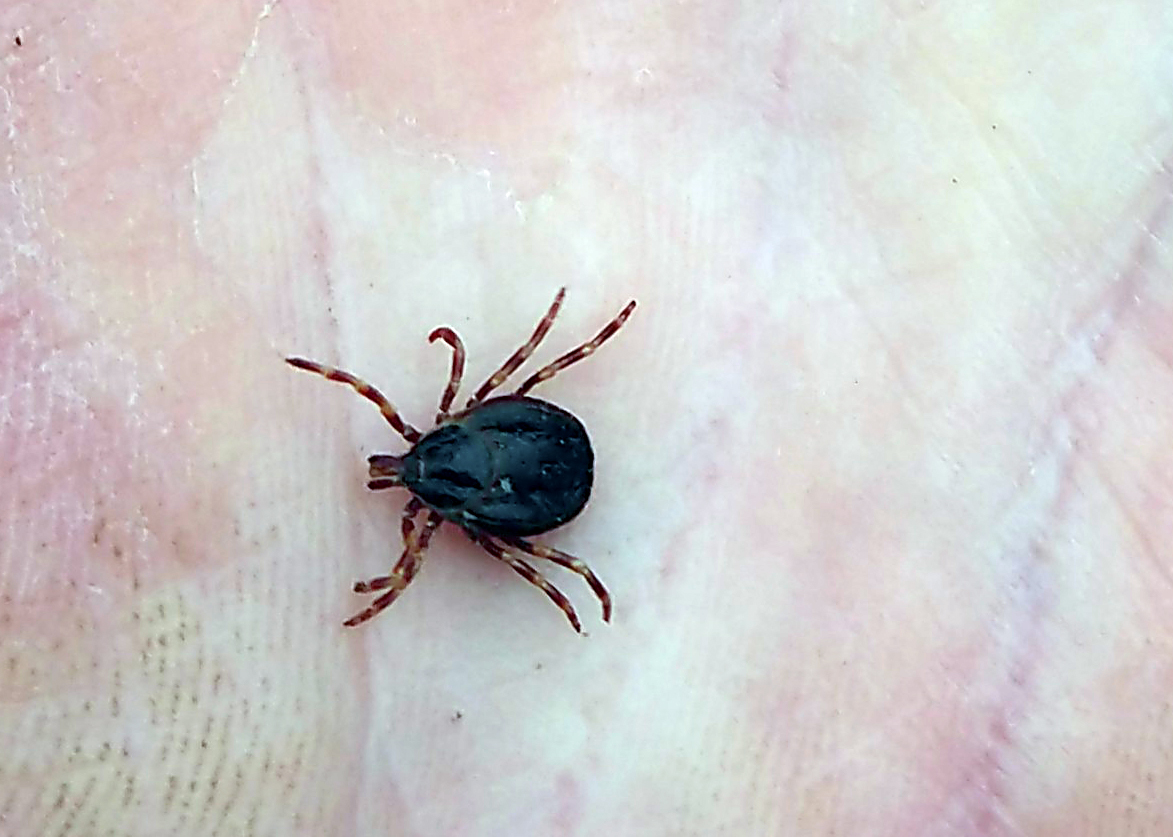New tick species can spread deadly diseases