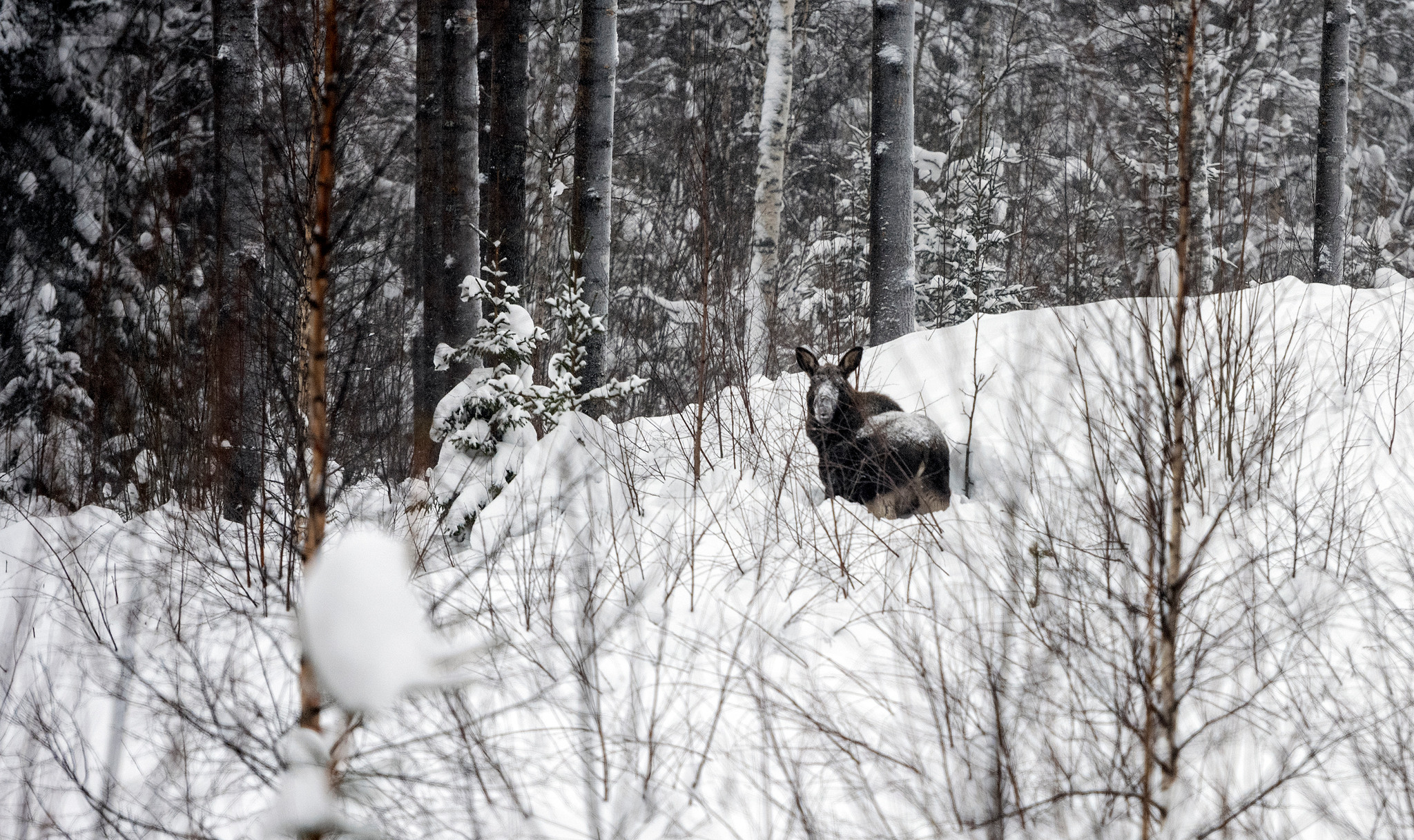 Det är oetiskt och orimligt att jaga älg då djuren kämpar för att överleva i vårt bistra kalla klimat med djup snö, skriver debattören.