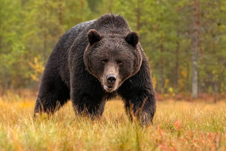 Villkorlig Dom För Skott Mot Jaktledaren | Svensk Jakt