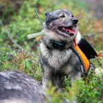 18 jaktlag i Gästrikland kräver att avlysningsjakten på älg tas bort.